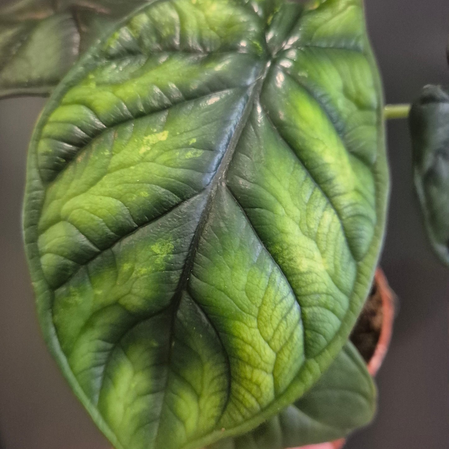 Close-up of Alocasia Dragon Scale leaf showing its thick, deeply veined, leather-like texture