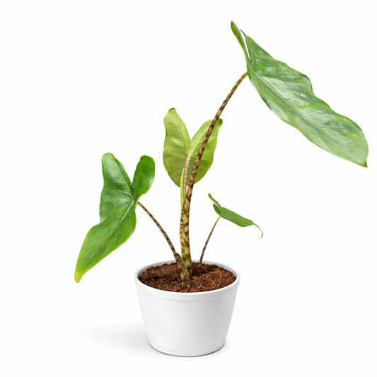 Potted plant with green leaves on a white background