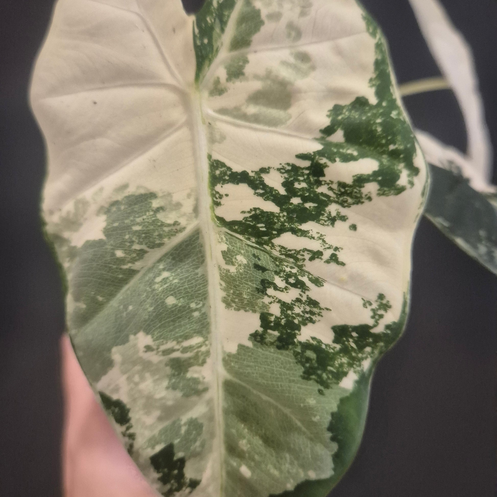 A close-up of a variegated Alocasia Frydek Variegata leaf with mottled green and white variegation, held against a dark background.