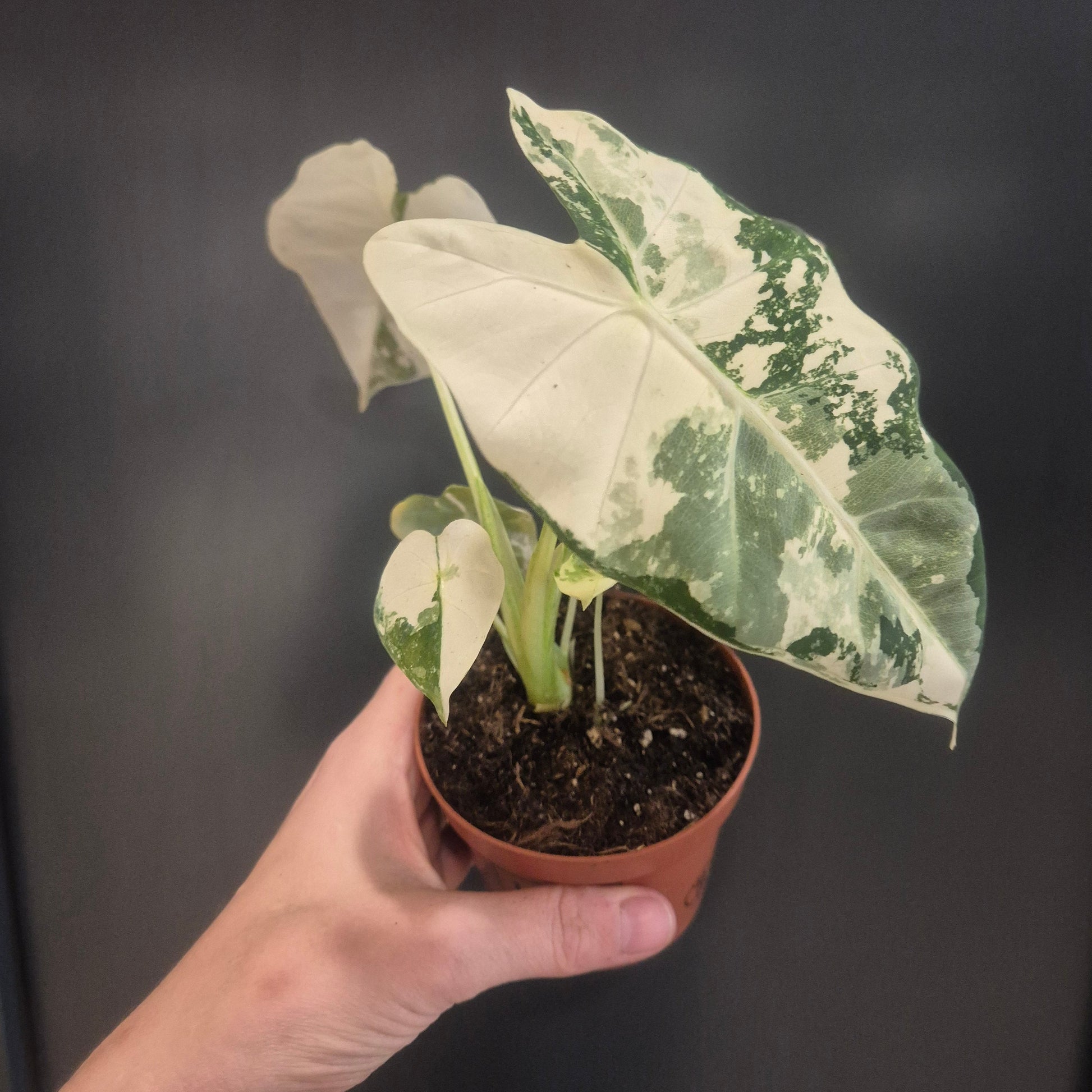 A potted variegated Alocasia plant held by a hand against a dark grey background. The plant features large, wavy leaves with white and green variegation, growing in a small brown plastic pot.