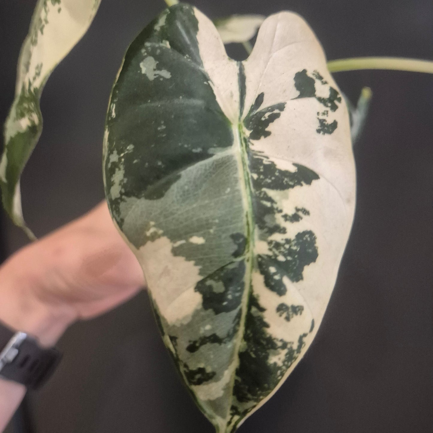 A close-up of a variegated heart-shaped plant leaf belonging to an Alocasia Frydek Variegata with green and cream marbling, held by a person's hand against a dark background.