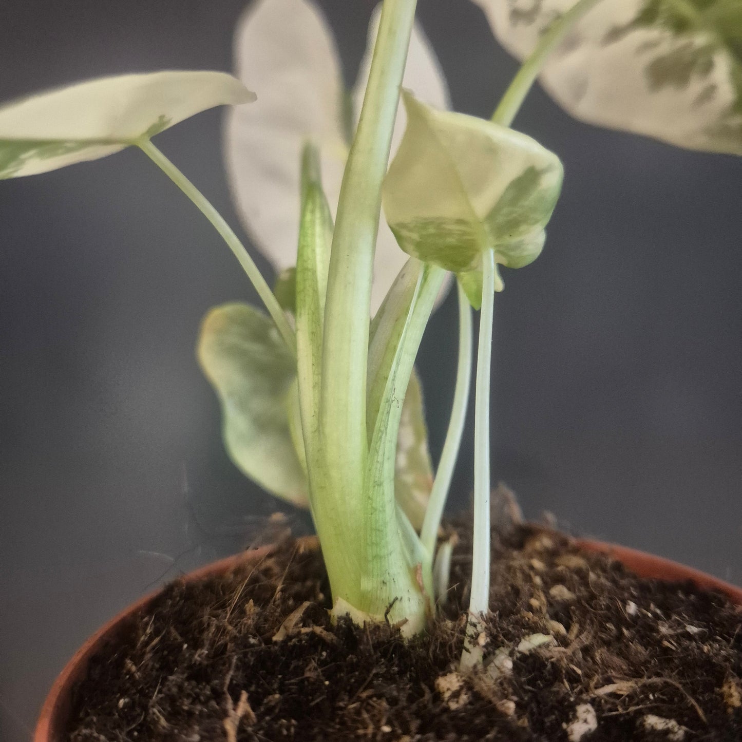 A close-up of a potted Alocasia Frydek Variegata with pale green and white leaves emerging from dark soil in a brown pot, set against a dark grey background.