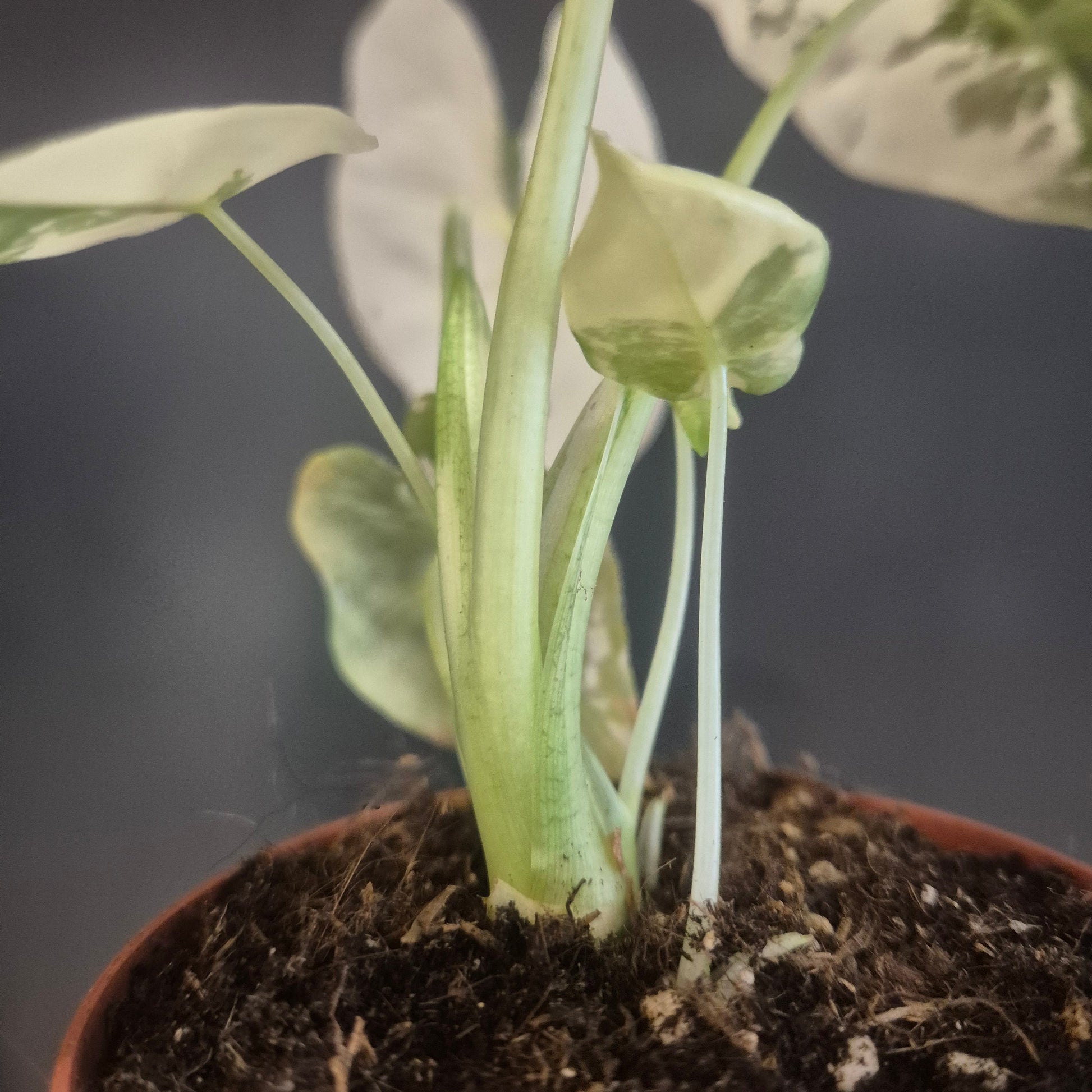 A close-up of a potted Alocasia Frydek Variegata with pale green and white leaves emerging from dark soil in a brown pot, set against a dark grey background.