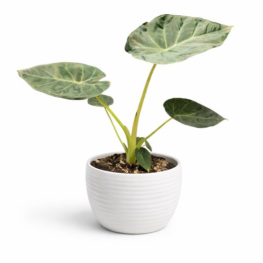 Potted plant with large green leaves in a white pot on a white background