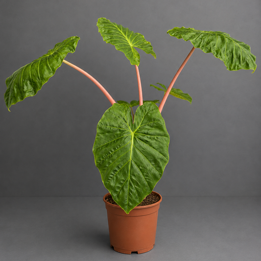 A potted Alocasia plant with large green leaves and pinkish stems, in a terracotta-colored plastic pot, set against a solid dark gray background.