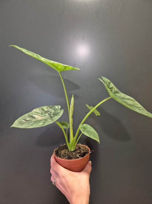 Alocasia Lukiwan, Elephant Ear, Indoor Plant, several green stems leading to ribbed textured leaves. New shoot also coming up through the middle. Frontal