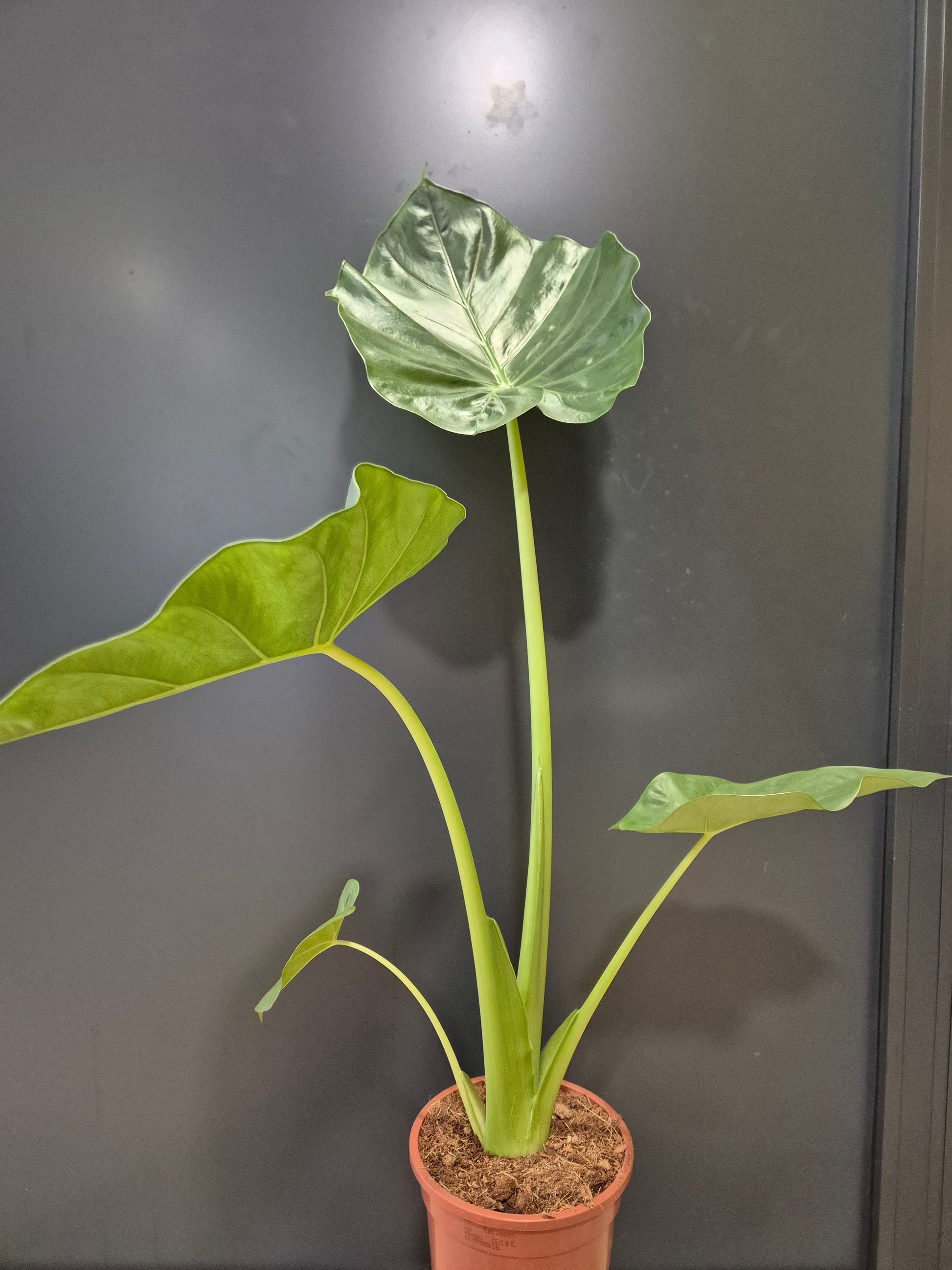 Alocasia Macrorrhizos, Giant Taro, 4 green stems leading to 4 large green leaves, rear of plant.