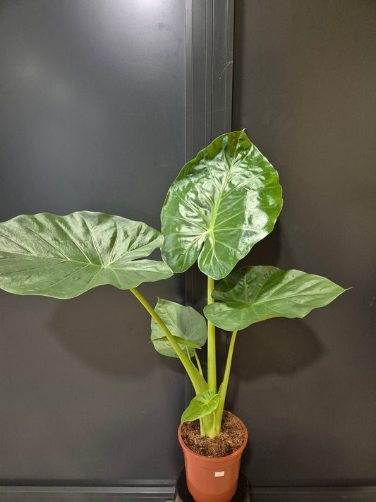 Alocasia Macrorrhizos, Giant Taro, 4 green stems leading to large green leaves, frontal 
