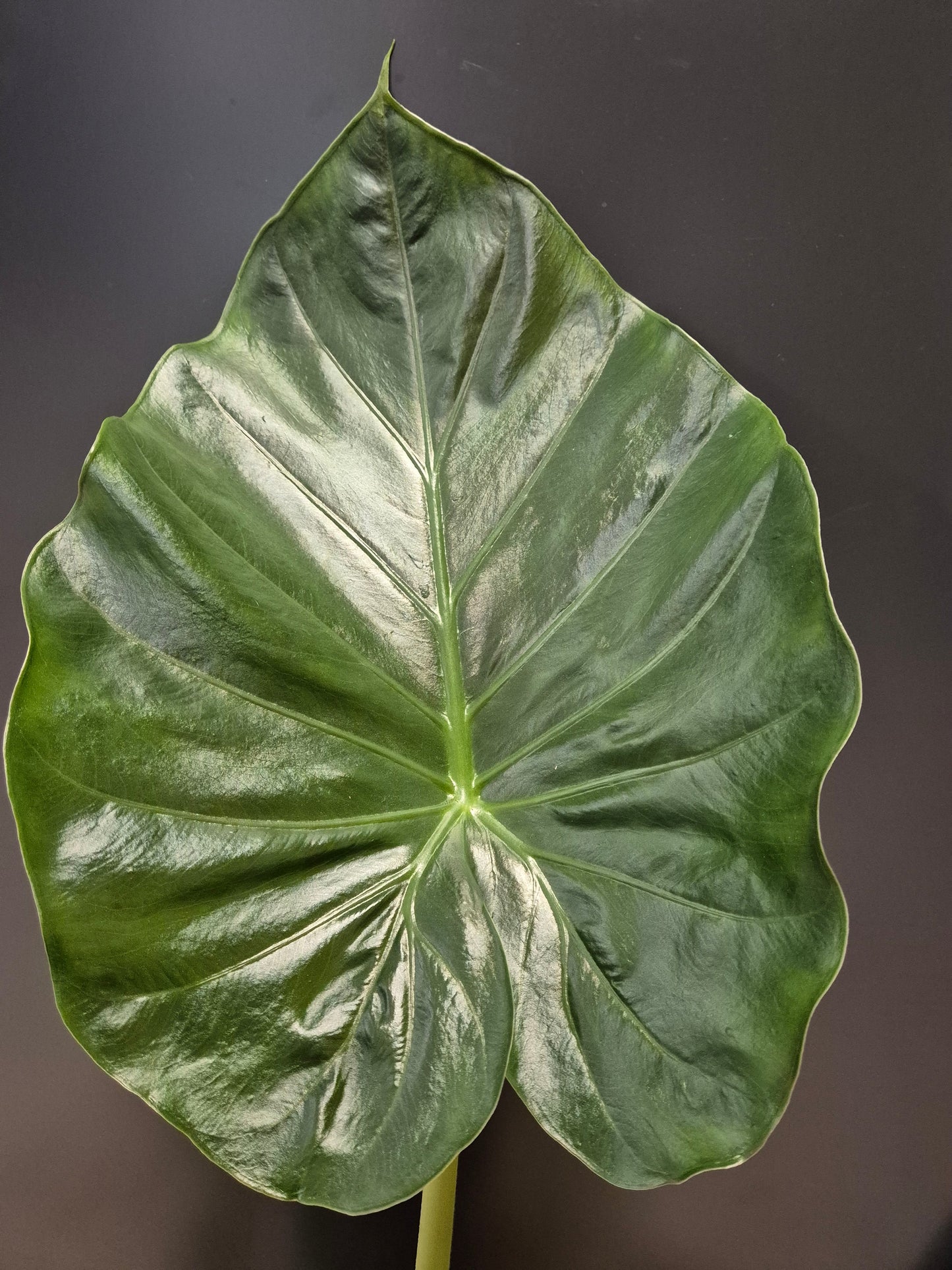 Alocasia Macrorrhizos, Giant Taro, Close Up of single large green leaf