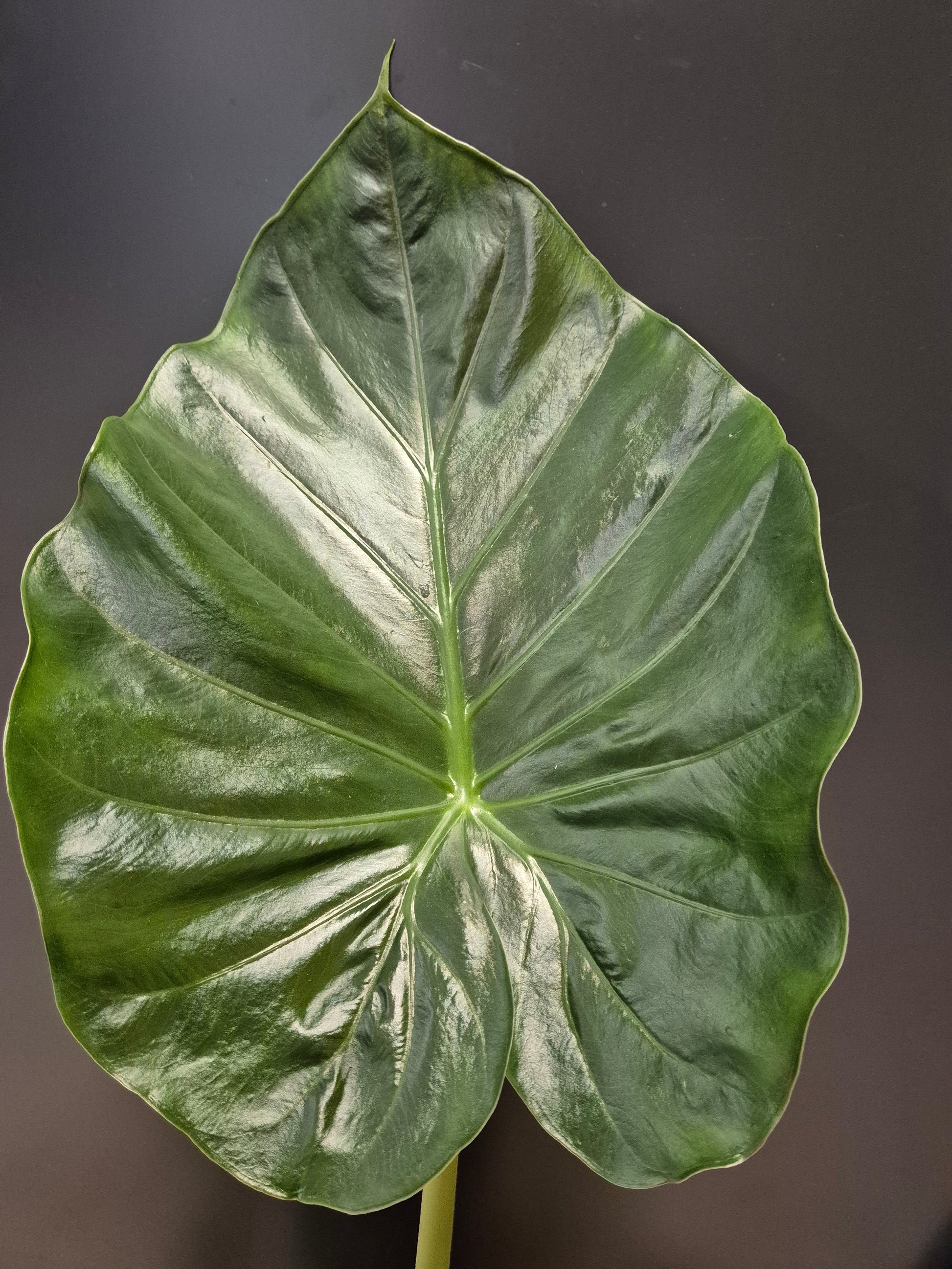 Alocasia Macrorrhizos, Giant Taro, Close Up of single large green leaf