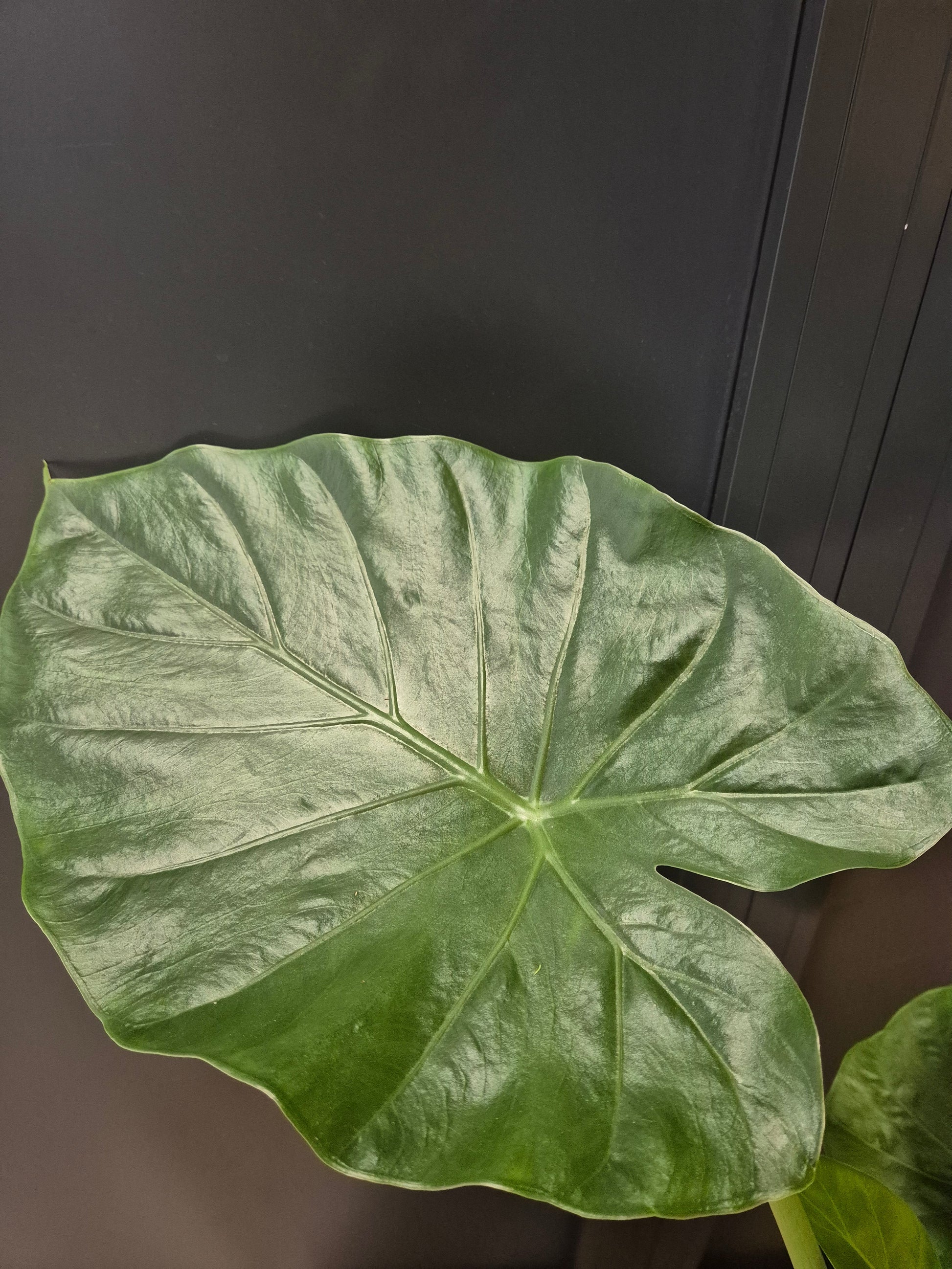 Alocasia Macrorrhizos, Giant Taro, close up of single large green leaf
