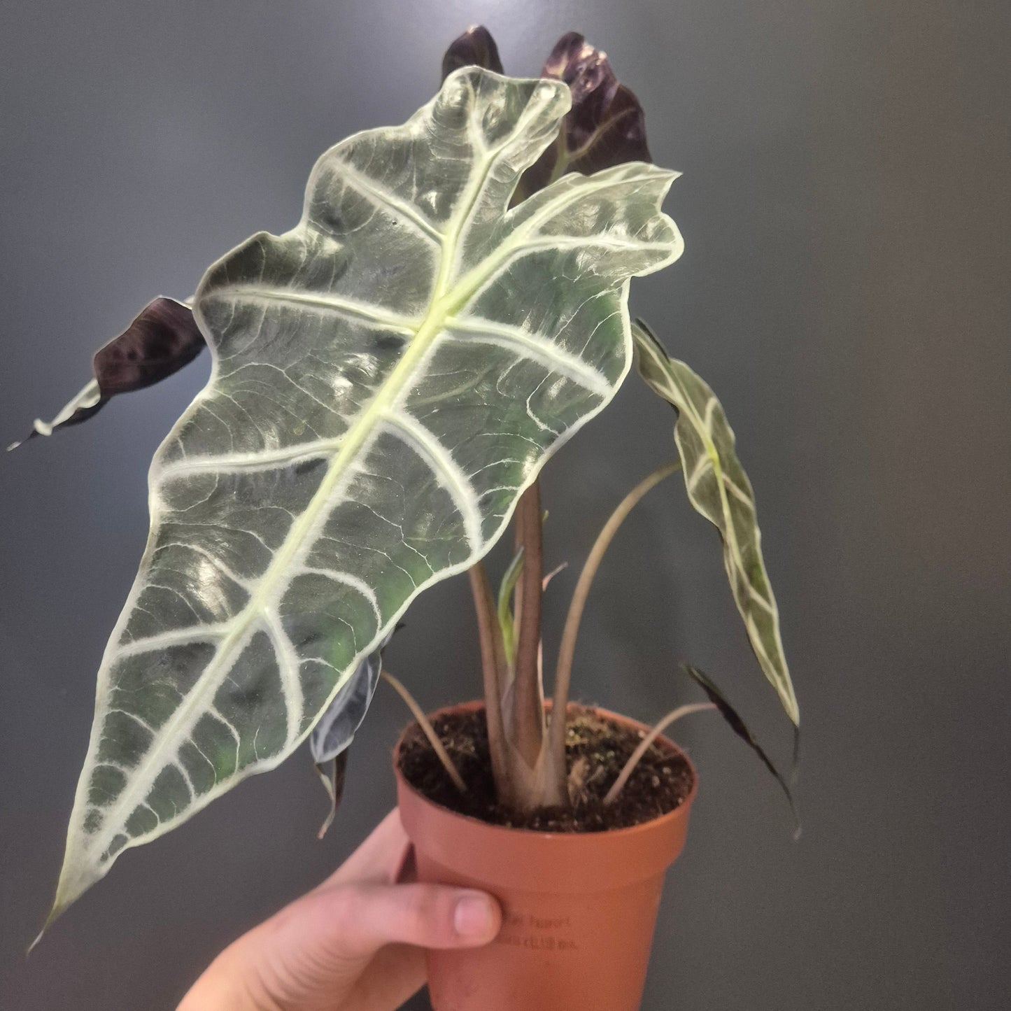 Alocasia Polly houseplant with textured green leaves and white prominent veins in a brown plastic nursery pot