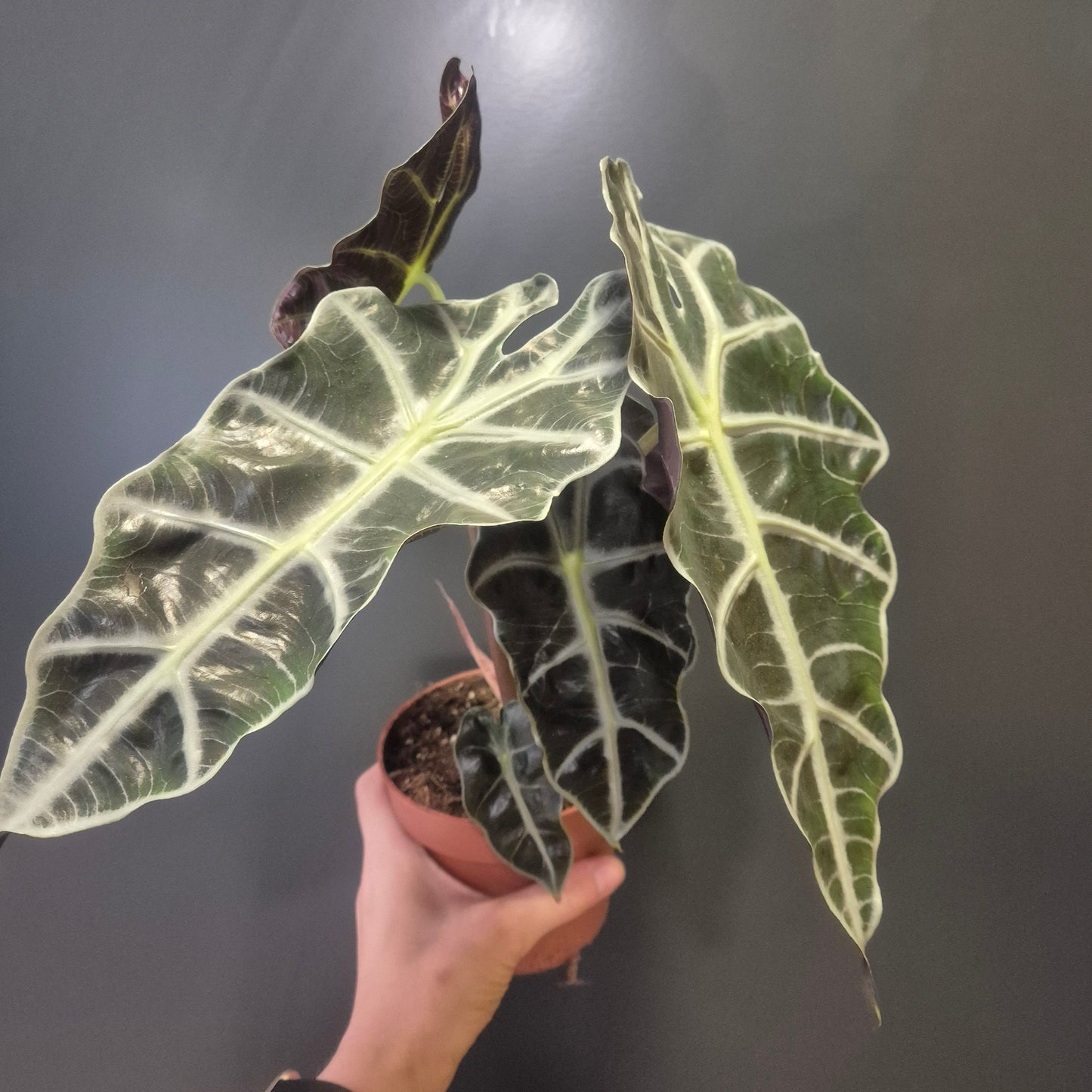 Alocasia Polly houseplant with textured green leaves and white prominent veins in a brown plastic nursery pot
