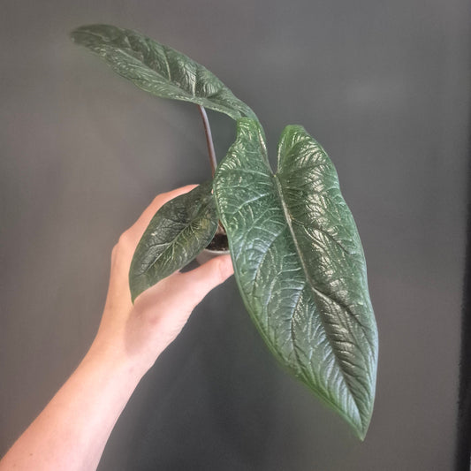 A person's hand holding a potted Alocasia Scalprum plant with large, glossy, dark green textured leaves against a dark grey background.