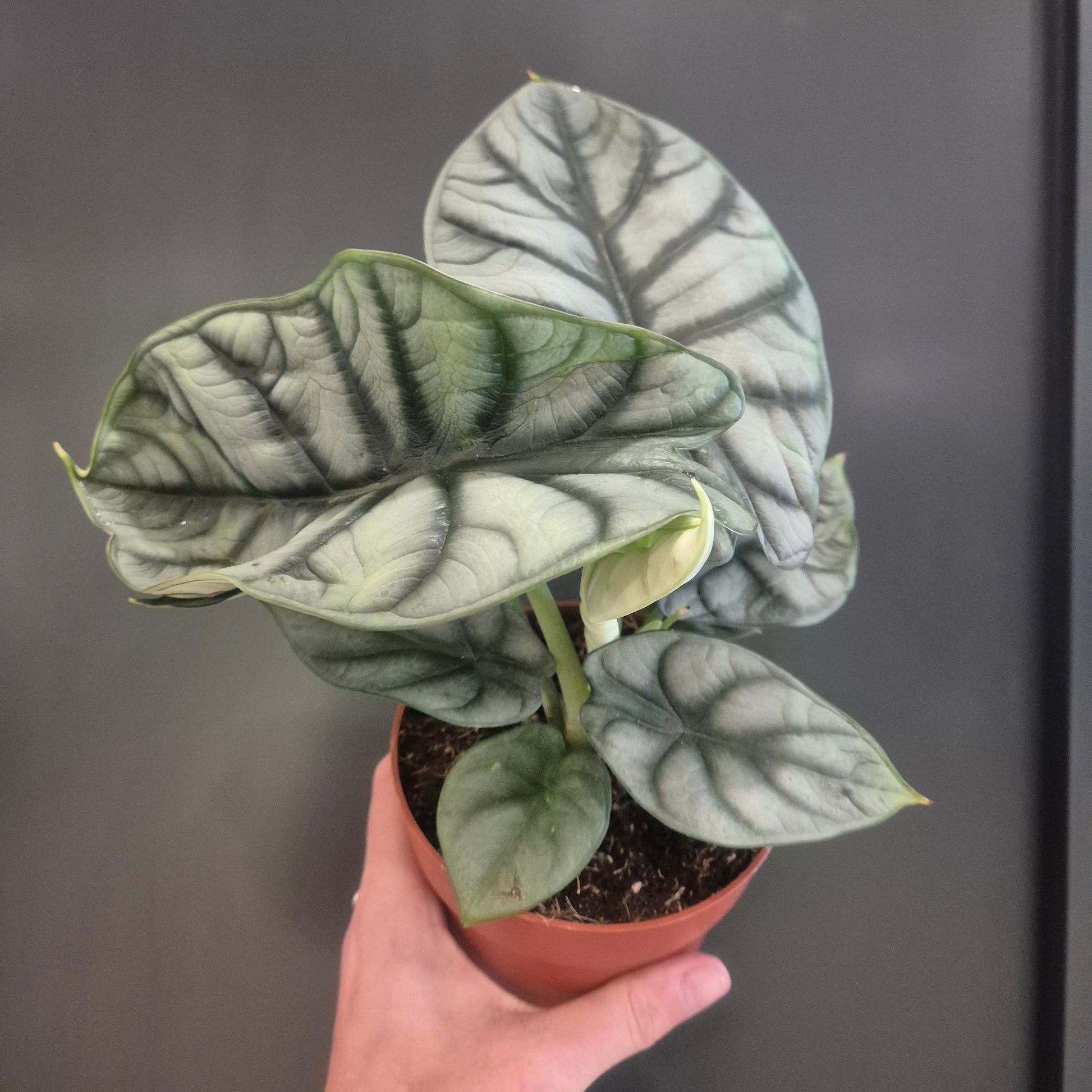 Potted Alocasia Silver Dragon plant held by a hand against a dark background