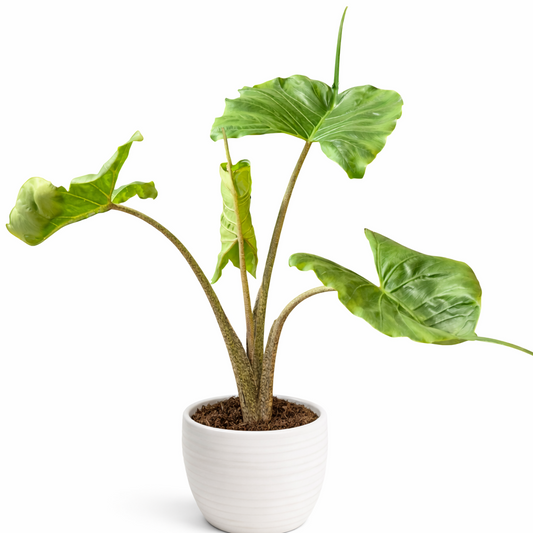 Potted plant with large green leaves on a white background