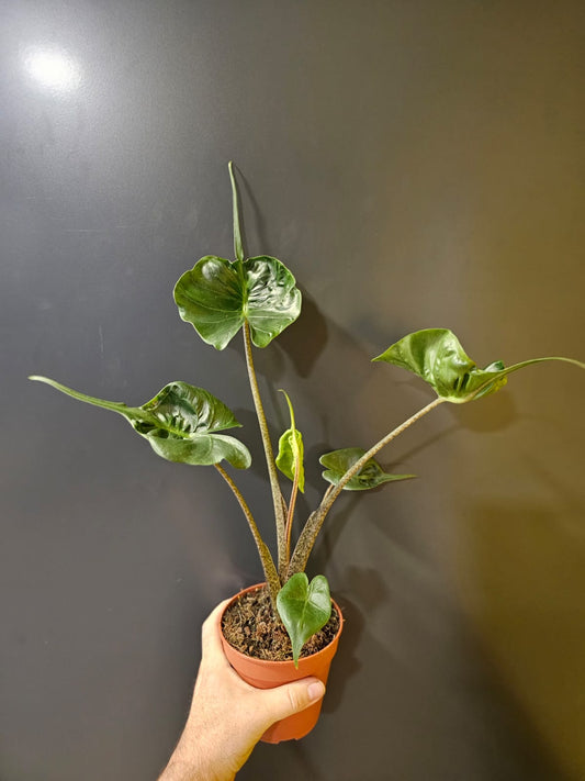Alocasia Stingray, multiple stems in black and white stripes leading up to heart shaped leaves with long tails. Frontal.