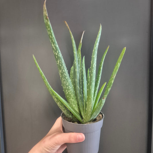 A person's hand holding a potted aloe vera plant against a dark gray background.