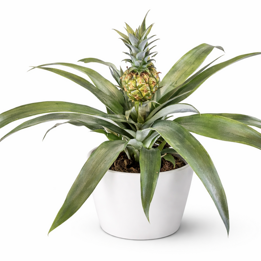 Potted pineapple plant with a white background