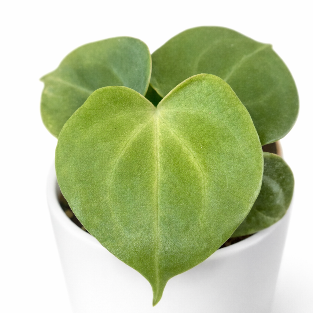 Green heart-shaped leaves in a white pot on a white background