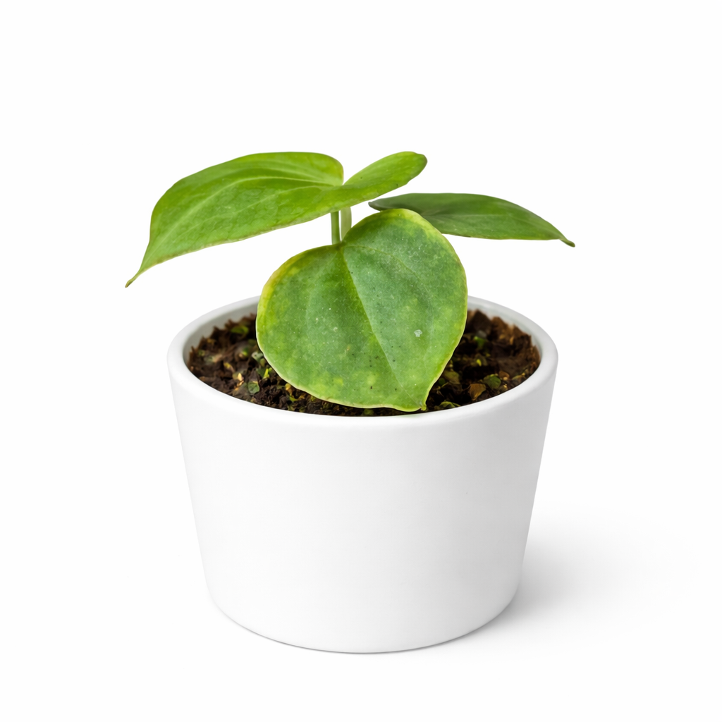 Small potted plant with green leaves in a white pot on a white background