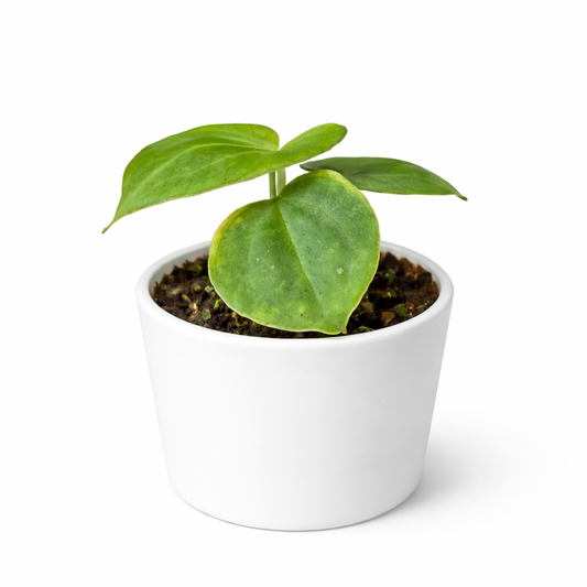 Small potted plant with green leaves in a white pot on a white background