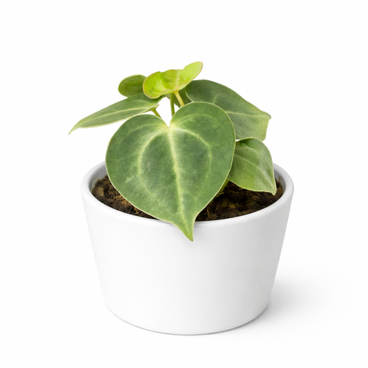Small potted plant with heart-shaped leaves on a white background