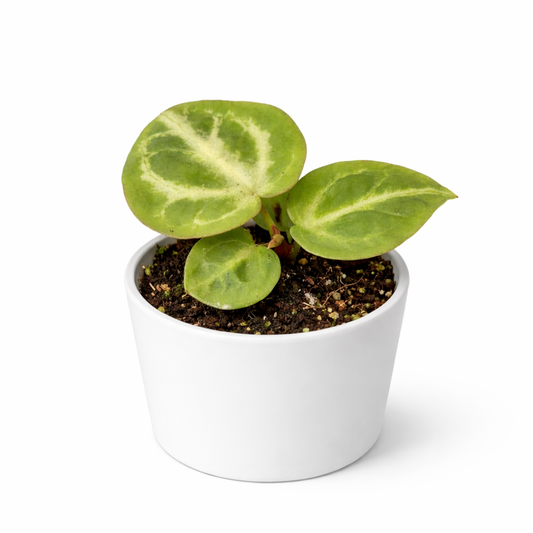 Small potted plant with green leaves in a white pot on a white background