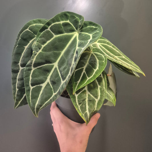 Hand holding a potted Anthurium crystallinum plant with large green leaves against a grey background