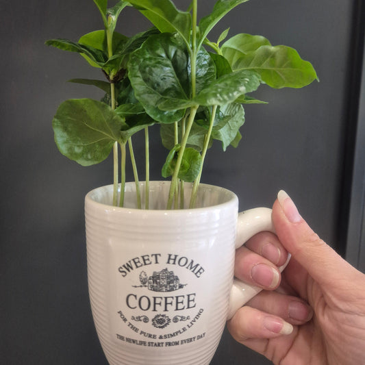 A hand holding a white ceramic coffee mug planter with green leafy plant stems inside, against a dark gray background. The mug features the text 'SWEET HOME COFFEE' in black lettering.