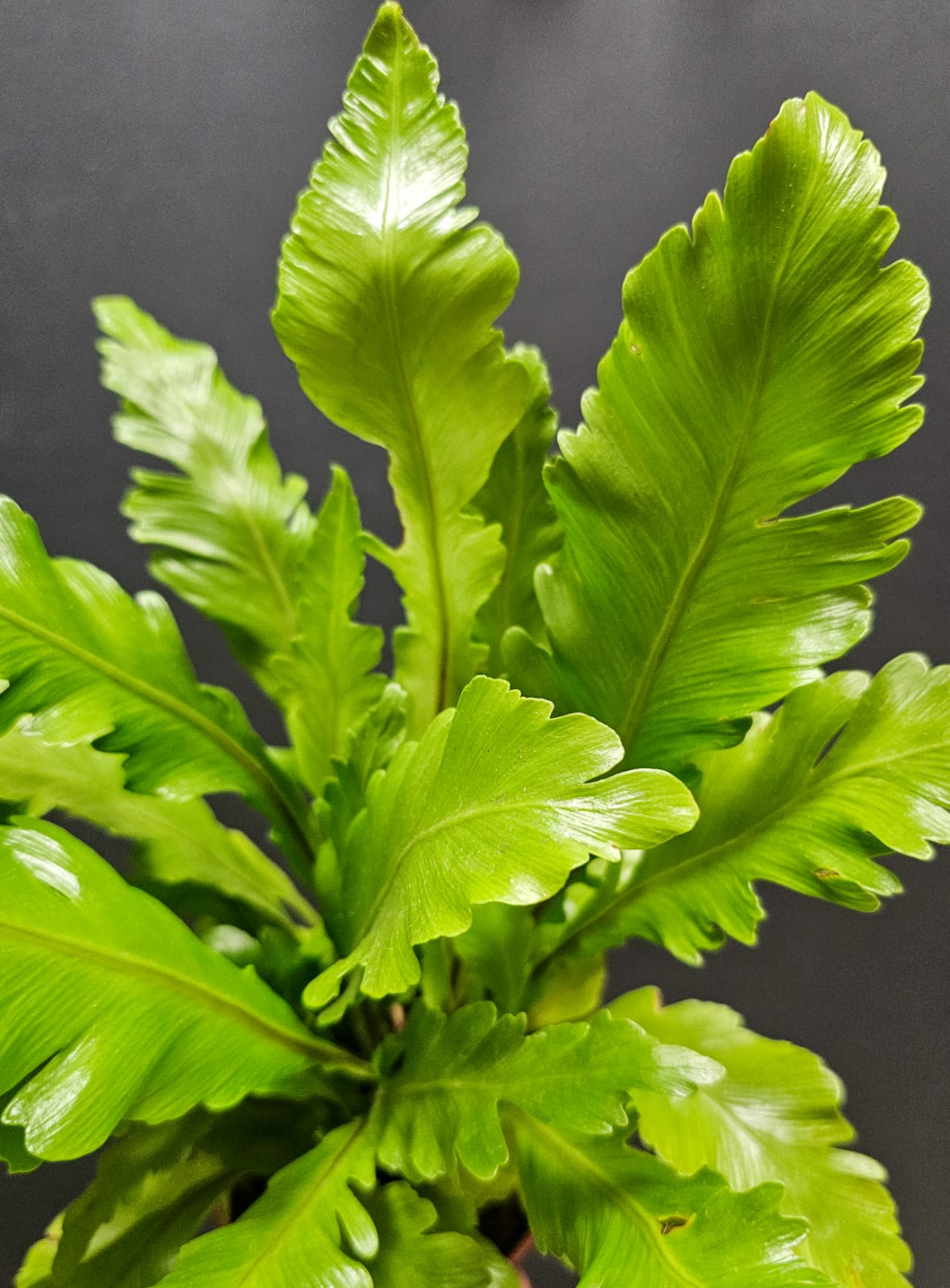 Asplenium Nidus Campio - Birds Nest Fern | Houseplant
