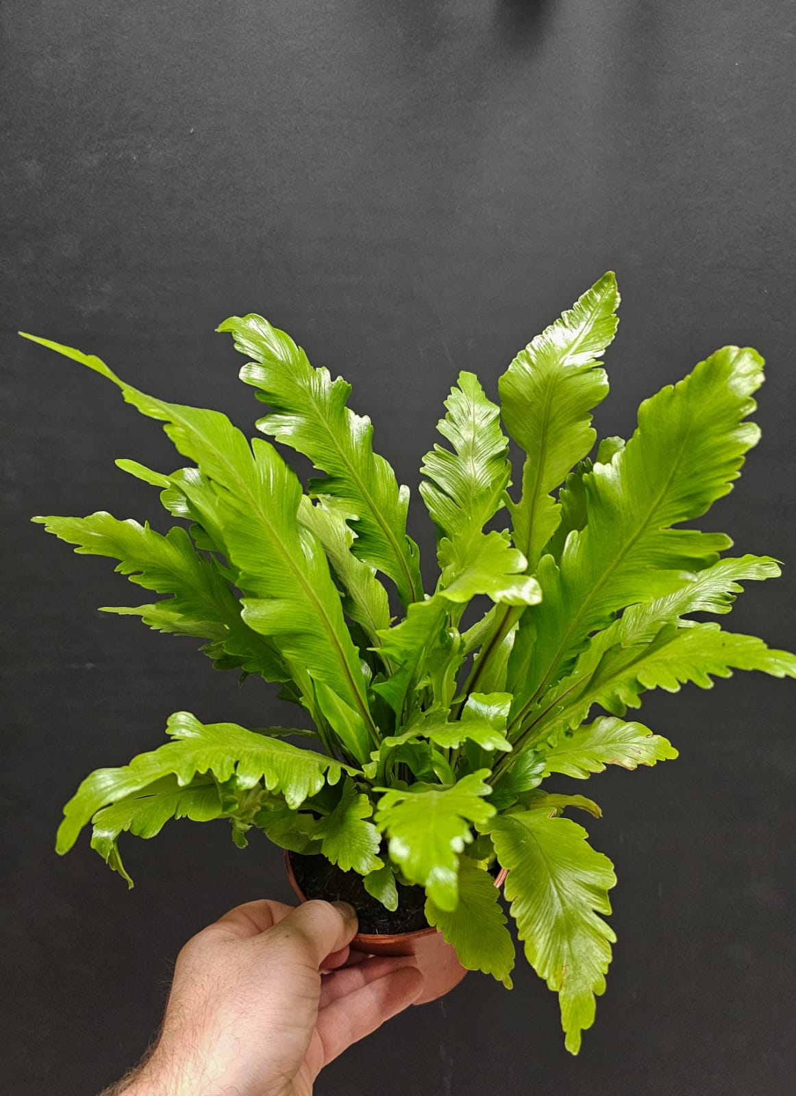 Asplenium Nidus Campio - Birds Nest Fern | Houseplant