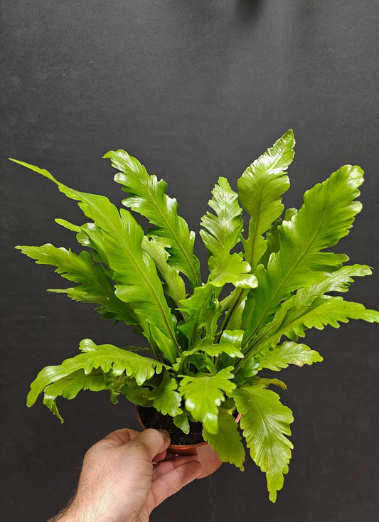 Asplenium Nidus Campio - Birds Nest Fern | Houseplant