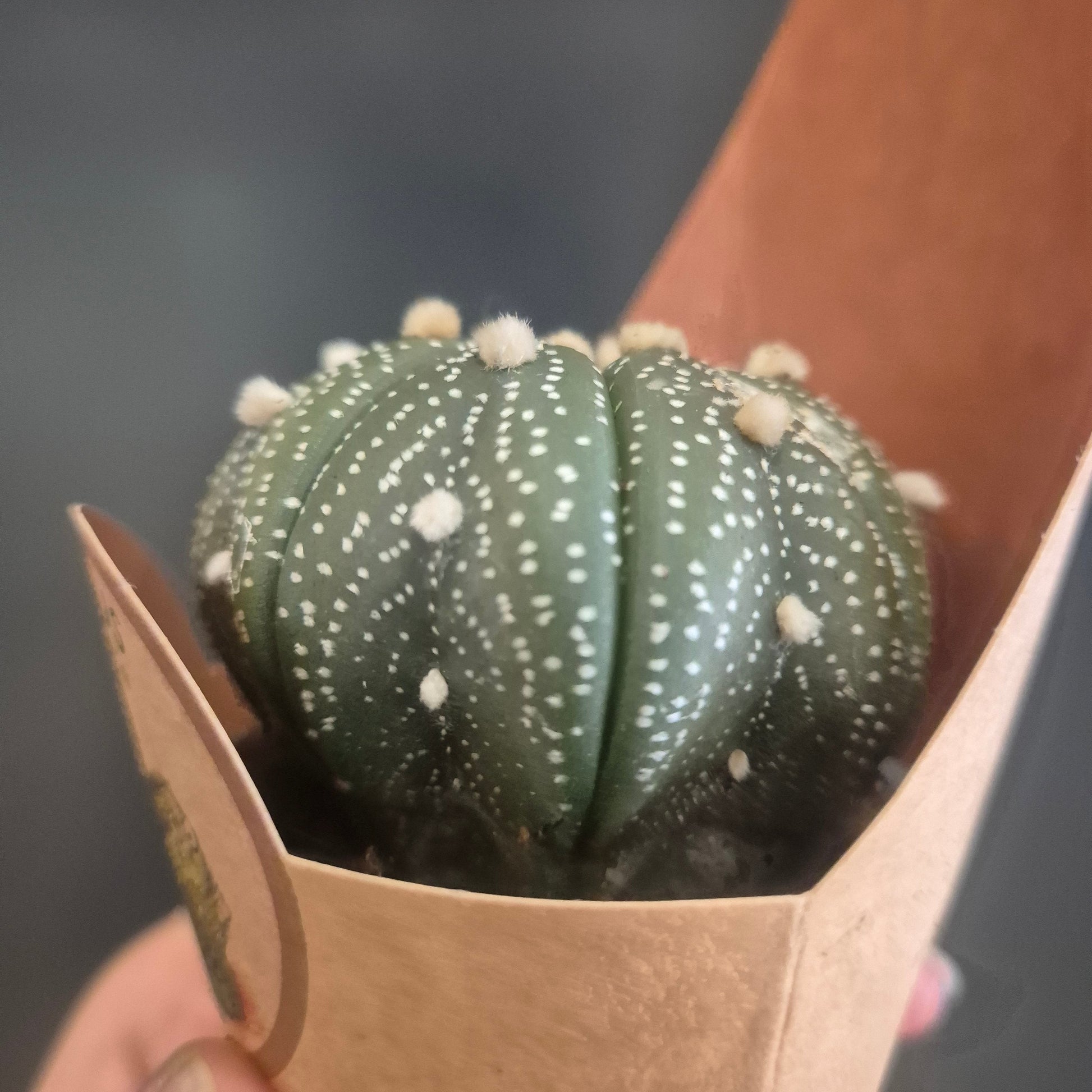 A close-up of a green striped potted cactus in a brown paper sleeve, held by a hand.