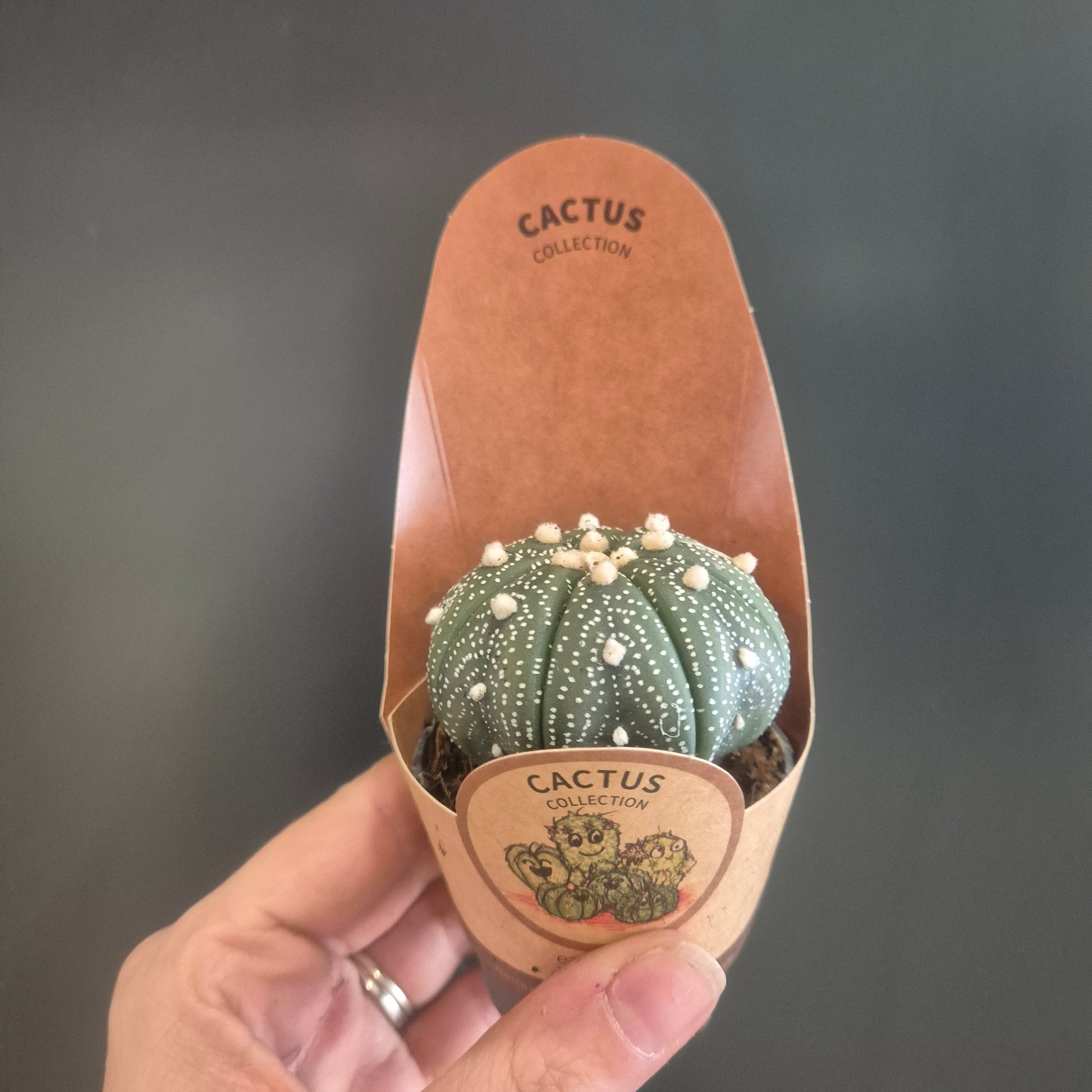 A small green cactus with white spines displayed inside a tan leather Cactus London boot-shaped holder, held by a person's hand against a dark gray background.