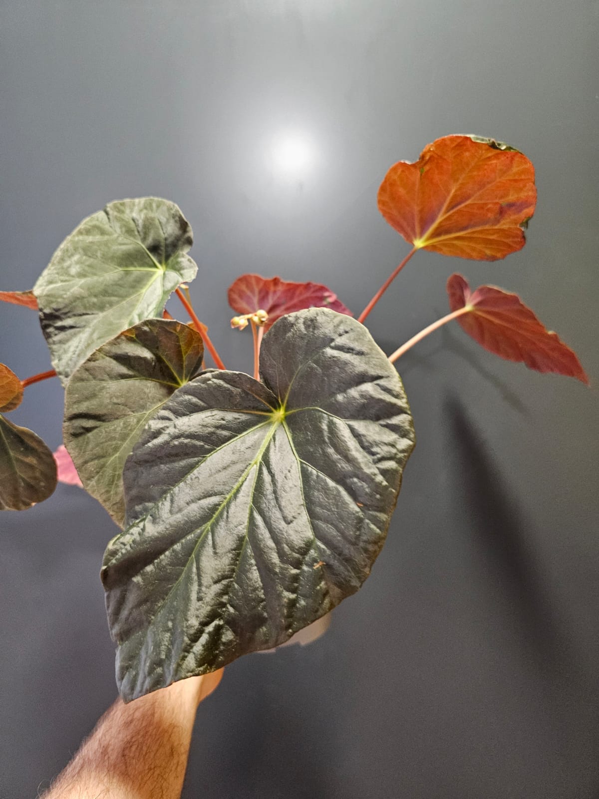 Begonia Leaf Pavonina, Peacock Begonia, aerial view, green glossy leaf with red colours underneath. Multiple leaves in the background