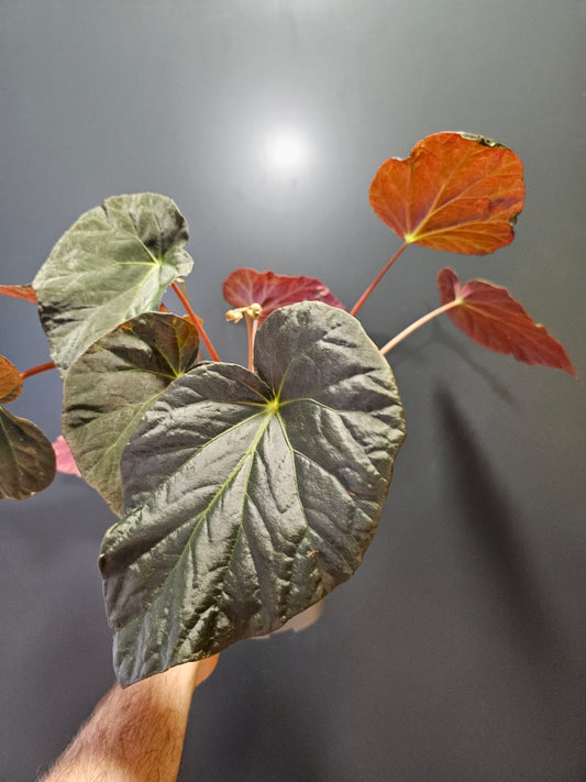 Begonia Leaf Pavonina, Peacock Begonia, aerial view, green glossy leaf with red colours underneath. Multiple leaves in the background