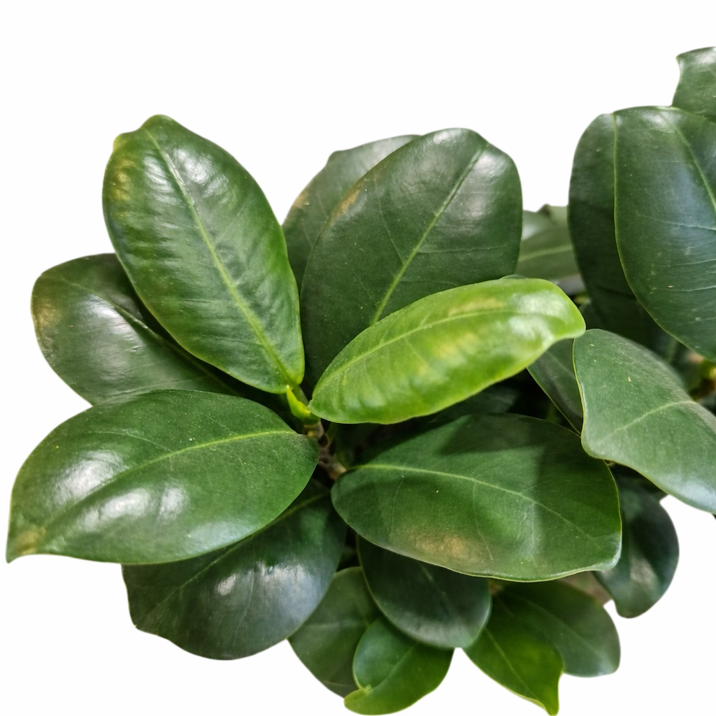 Close-up of green leaves on a white background