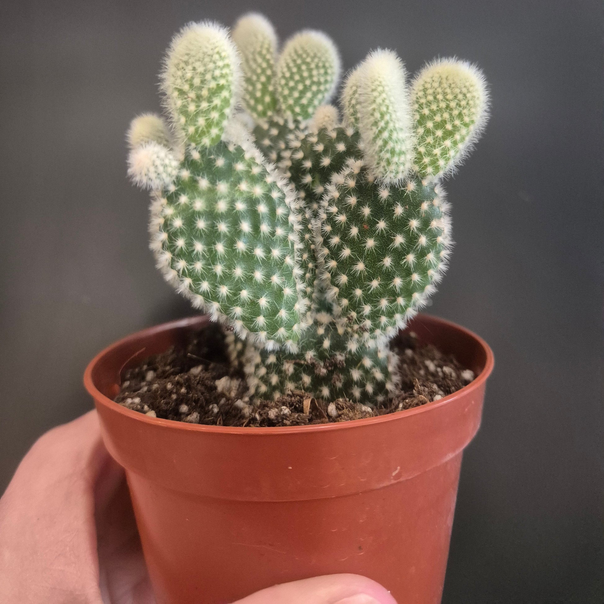 Small cactus in a brown pot held by a hand against a dark background