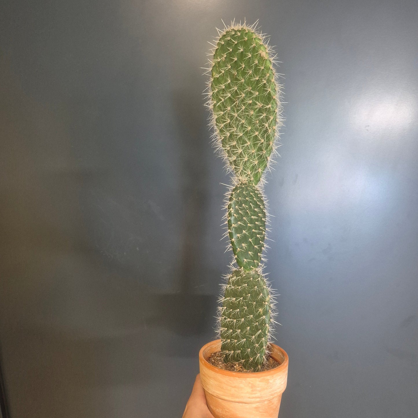 A tall green Bunny Ears cactus in a small terracotta pot, held up by a hand against a dark grey wall.
