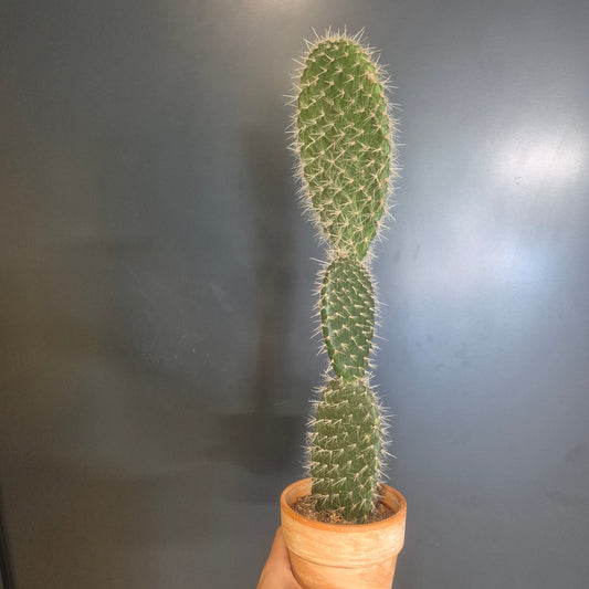 A tall green Bunny Ears cactus in a small terracotta pot, held up by a hand against a dark grey wall.