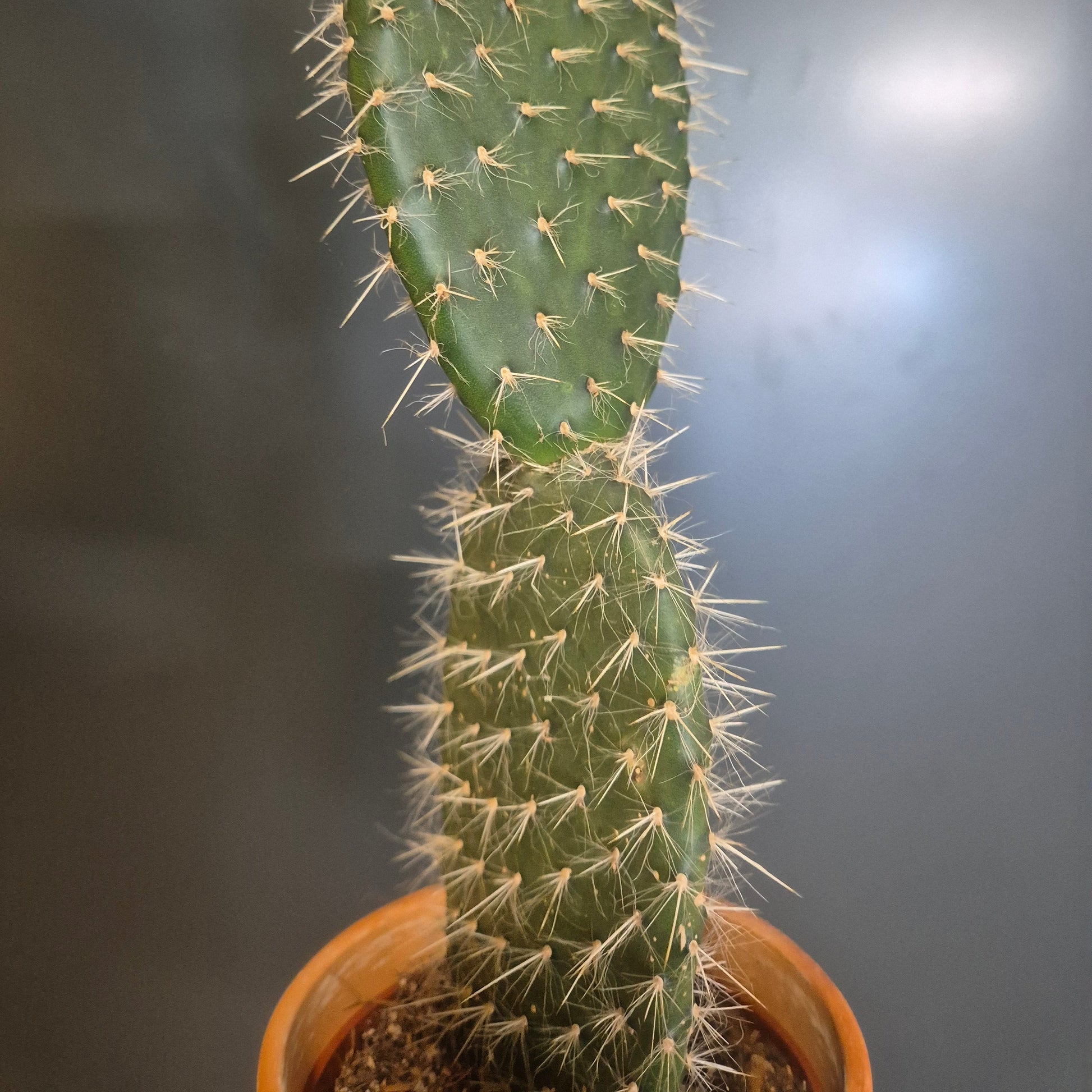 A close-up of a green Bunny Ears cactus pad with dense white spines, growing in a small terracotta-coloured pot against a dark grey background.