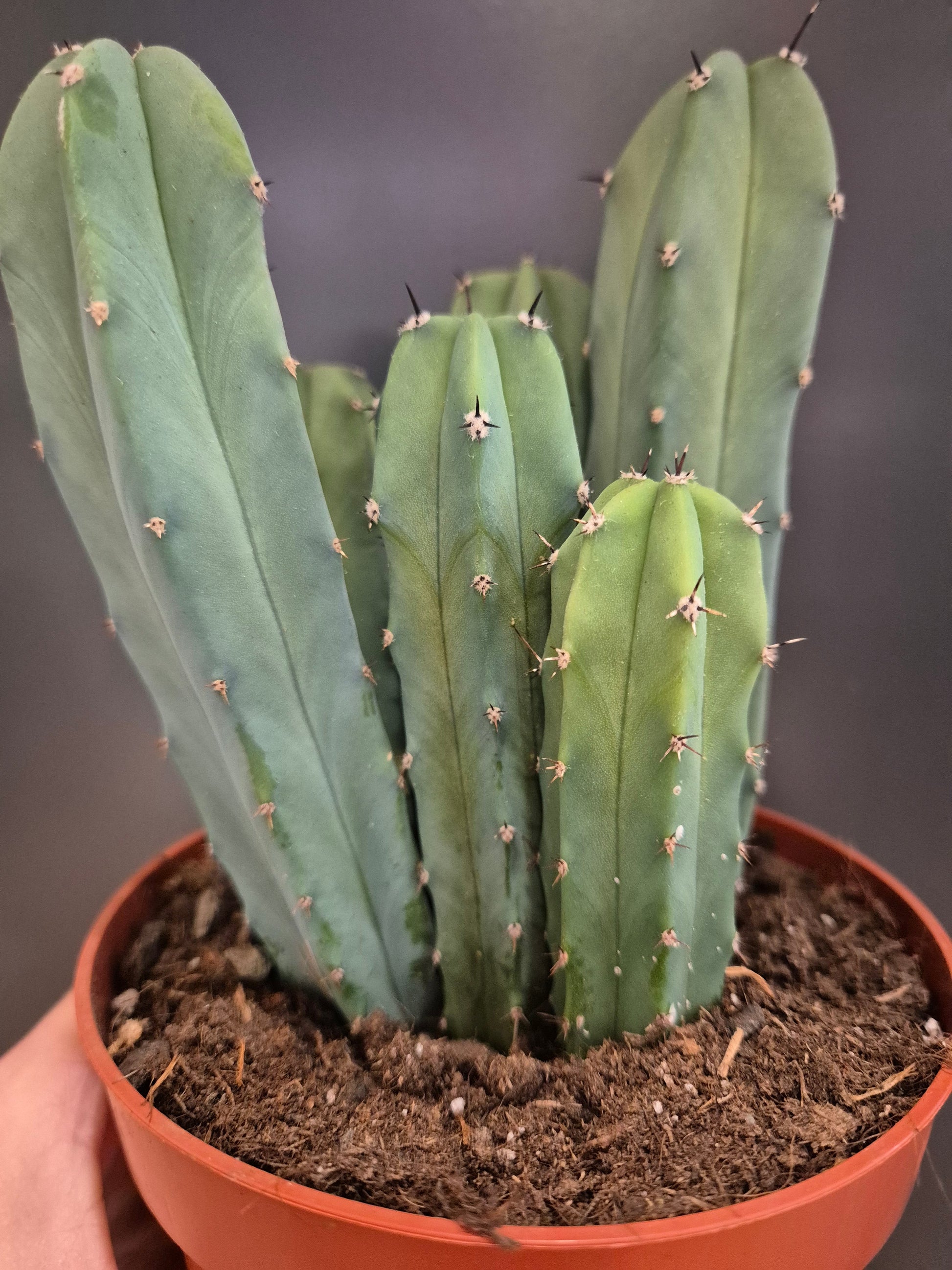 Cactus 4 large green pillar shapes with small spikes located up each one