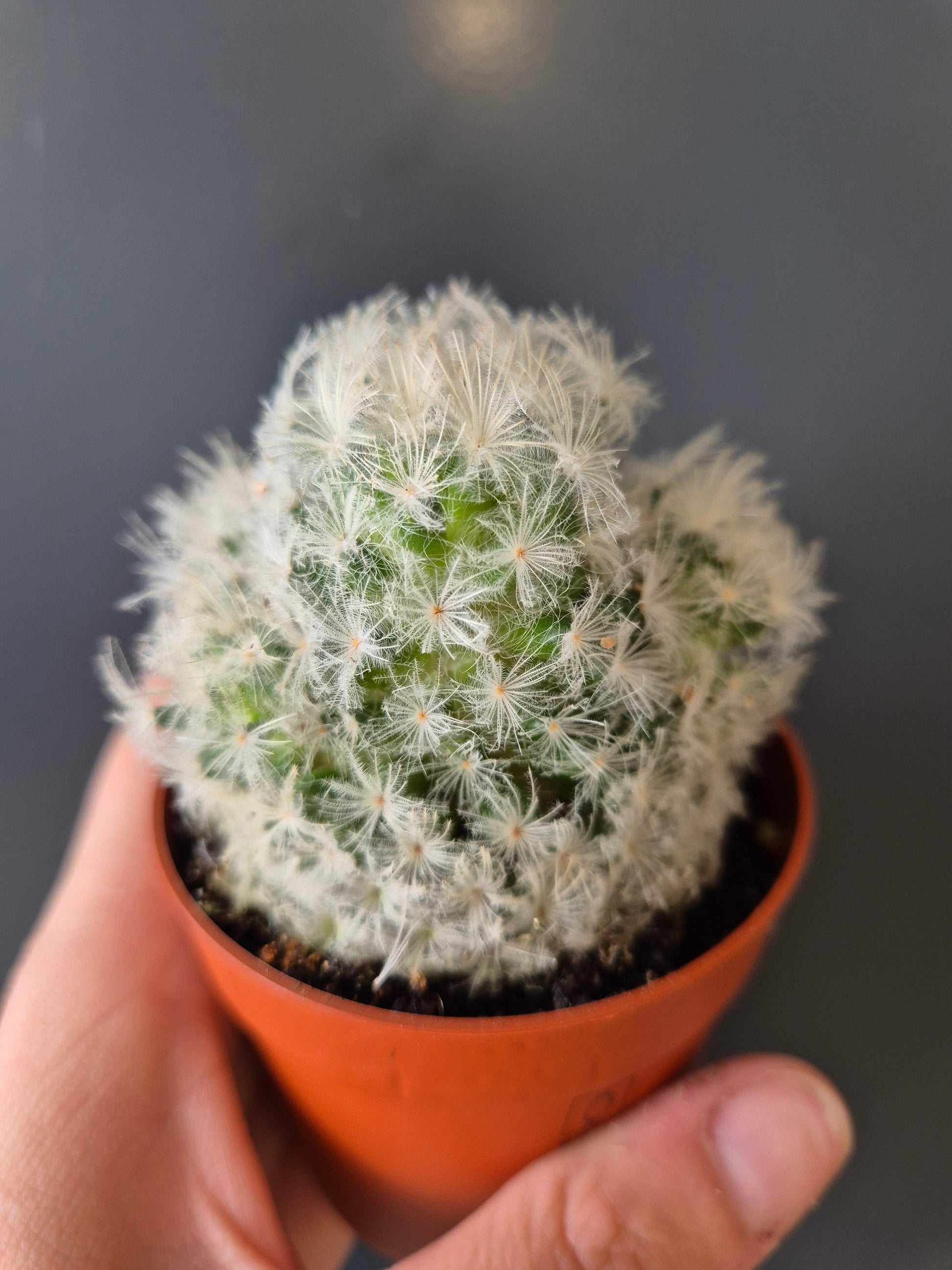Cactus, Close Up, 1 single sphere shaped white cactus with fur looking spikes all around from top to bottom