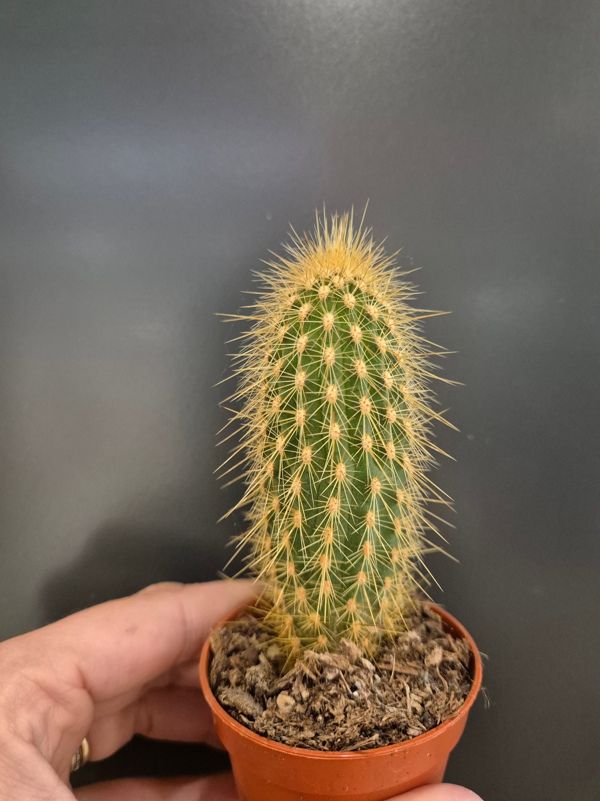 Cactus, Frontal, 1 gold and green coloured tube with spikes all the way around from top to bottom