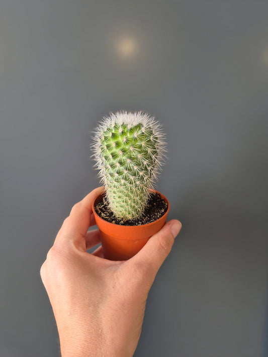 Cactus, Frontal, 1 green coloured tube thin at the bottom and thicker at the top with spikes all the way around from top to bottom