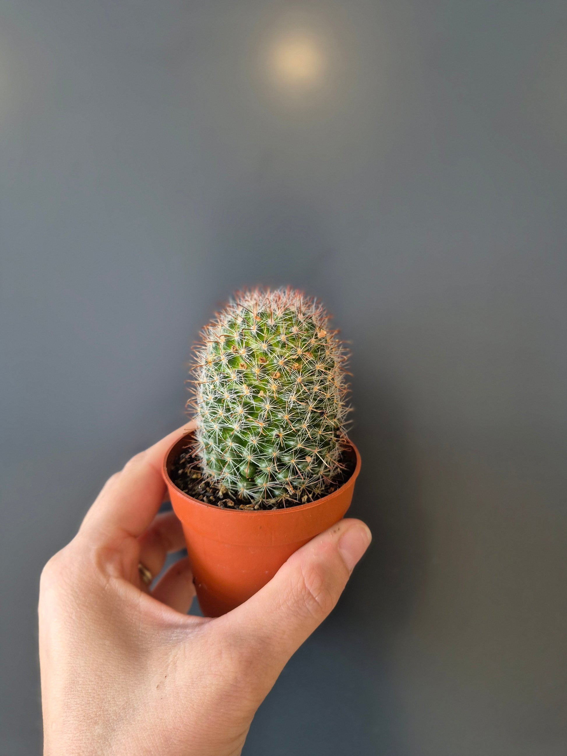 Cactus, Frontal, 1 green coloured tube with spikes all the way around from top to bottom