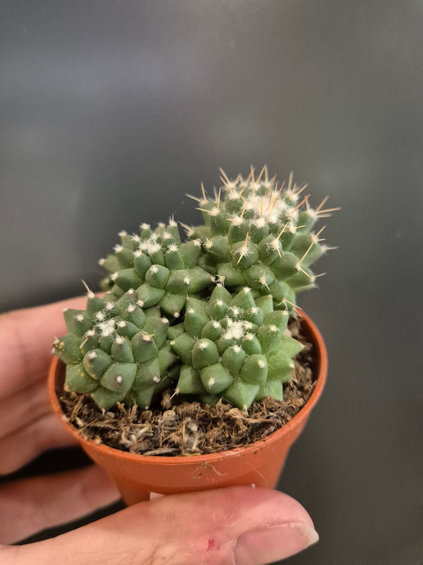 Cactus, Frontal, 4 green pointy spheres with spikes towards the top. 