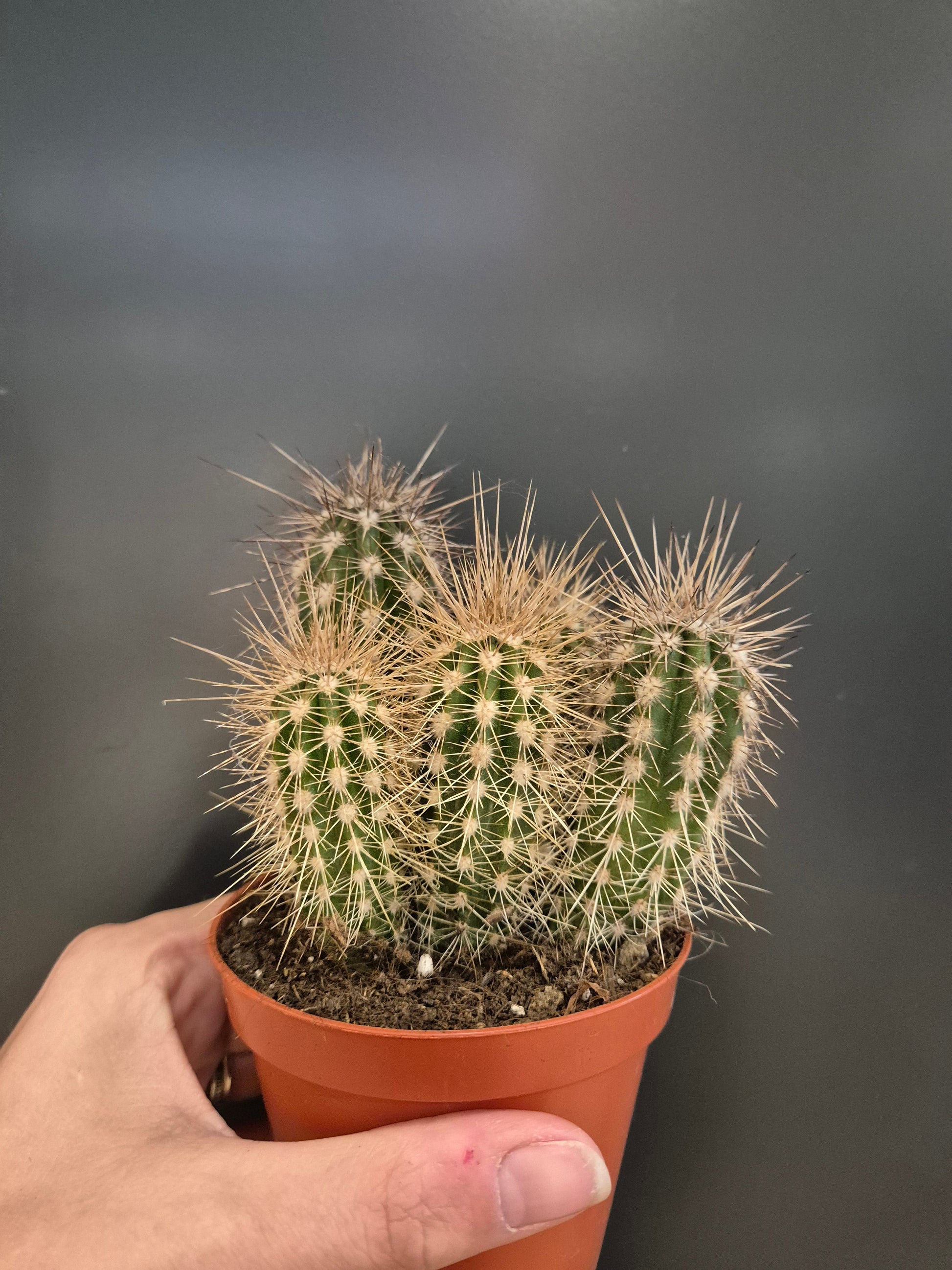 Cactus, Frontal, 4 green tubes with large white spikes all around from top to bottom