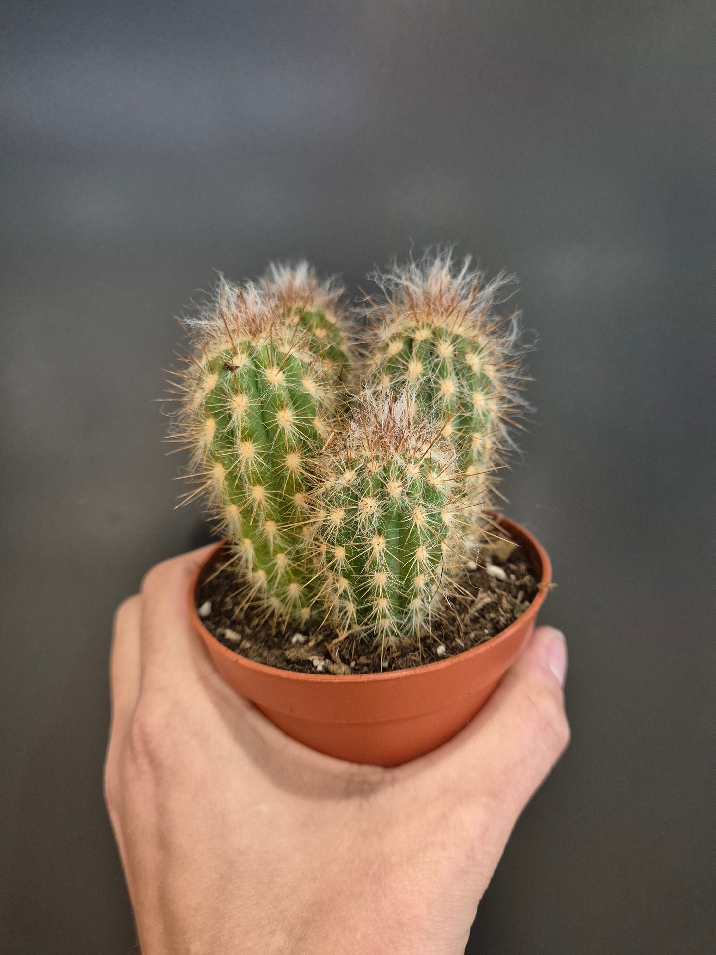 Cactus, Frontal, 4 green tubes with white fur and spikes all around from top to bottom